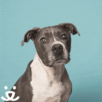 High Five Best Friends GIF by Best Friends Animal Society