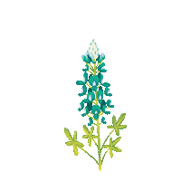 texas wildflower Sticker by David Maxine Paper