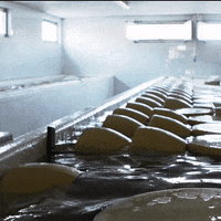 ParmigianoReggiano pool cheese dive pr GIF