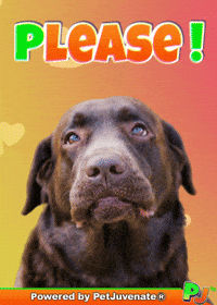 Henlo Hooman Fren GIF by PetJuvenate - PJ