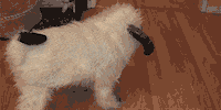 dog roll over GIF