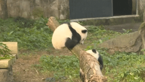 panda aww GIF by BFMTV
