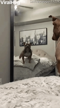 Pup Gets Protective Around Mirror