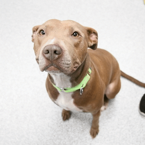 GIF by LifeLine Animal Project