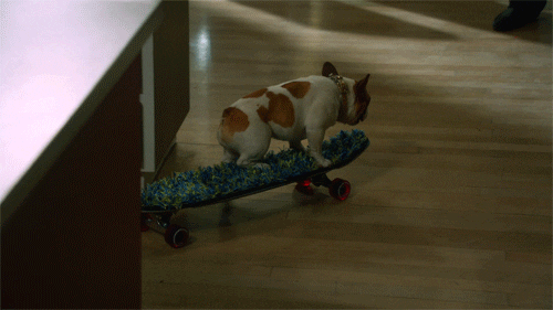 modern family dog GIF by ABC Network
