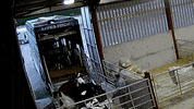 GIF by Animal Justice Project
