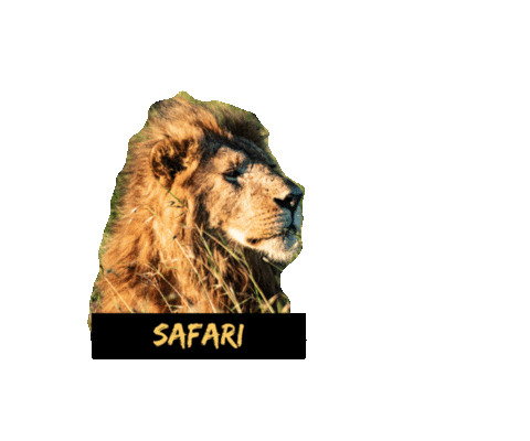 Big 5 Lion Sticker by Afrikakompaniet