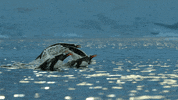 GIF by Our Planet