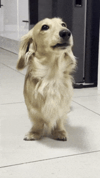 longboydashy sausage dog miniature dachshund long boy dashy dash the dachshund GIF
