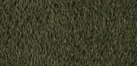 Womens Lacrosse GIF by Lafayette Leopards