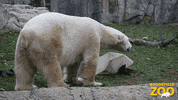 Summer Walk GIF by Brookfield Zoo