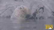 Hungry Conservation GIF by Brookfield Zoo