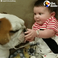 baby bulldog GIF by The Dodo