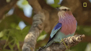 Nat Geo Savage Kingdom GIF by National Geographic Channel