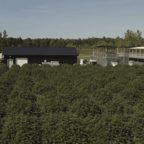 Plant Grow GIF by Exclusive Brands