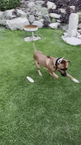Happy Rhodesian Ridgeback GIF by #nikaachris