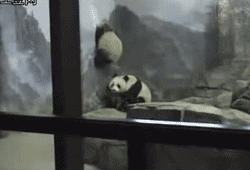 break out bears GIF