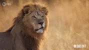 Say What Season 2 GIF by PBS