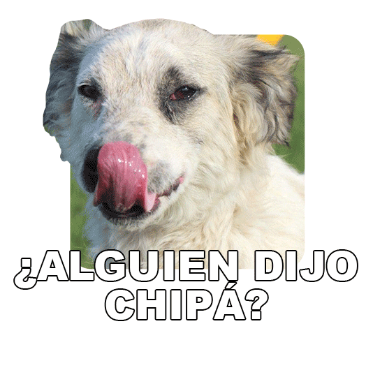 Adoptanocompres Camperito Sticker by El Campito Refugio