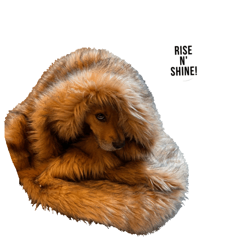hsbroward dogs puppy sleepy wake up Sticker