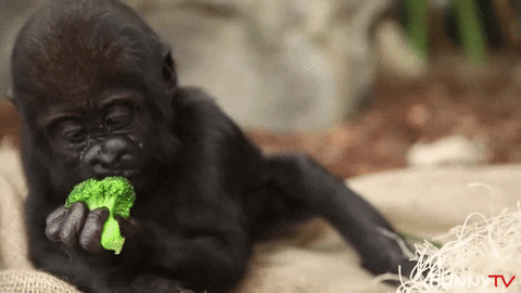 baby gorilla GIF