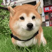 shiba_alpha shiba 柴犬 柴柴 舒服 GIF
