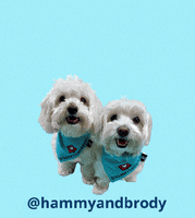 Mans Best Friend Hello GIF by HammyandBrody