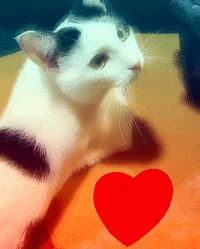 Cat Thank You GIF