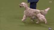 Dogs GIF by Westminster Kennel Club