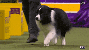Dogs GIF by Westminster Kennel Club