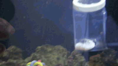 hungry octopus GIF by California Academy of Sciences