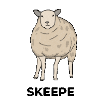 Sheep Schattig Sticker by VVV Texel