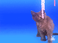save them all best friends GIF by Best Friends Animal Society