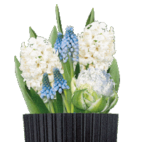 Bulbious flower flowers garden netherlands Sticker