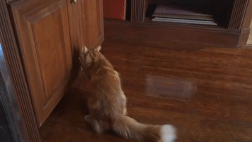 Clever Cat Knows Exactly Where His Favorite Toy Is