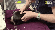 nat geo wild pets GIF by Dr. K's Exotic Animal ER