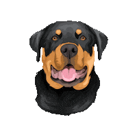 Vaderpp Sticker by Pickle's Pawtraits