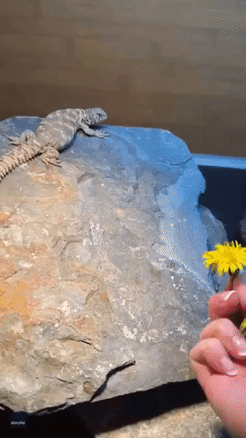 Baby Lizard Can't Resist Tasty Dandelion Treat