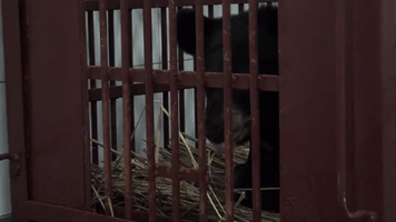 china rainbow GIF