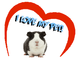Guinea Pig Love Sticker