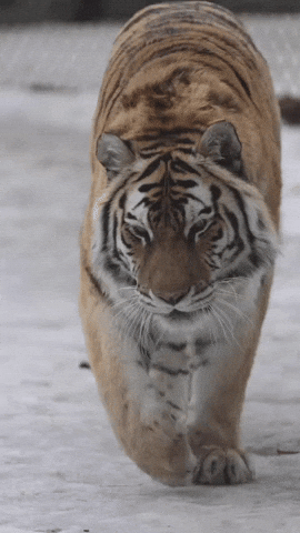 Big Cat Tiger GIF by Valley Zoo Development Society