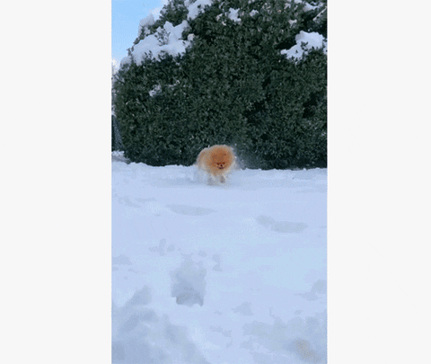 cuteanimalland giphyupload GIF