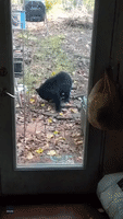 Bear Cubs Frolic Outside Tennessee Home