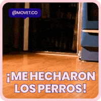 Movet dogs pet pets perros GIF