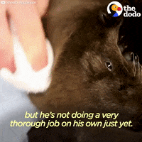 sea otters GIF by The Dodo