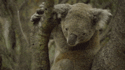 teamcoco australia conan GIF