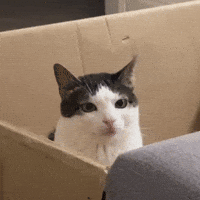 Cat Box GIF