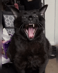 Black Cat GIF