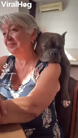 Bully Takes Big Nap on Grandma's Shoulder