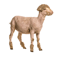 Sheep Advocaat Sticker by SprekenVoorPubliek